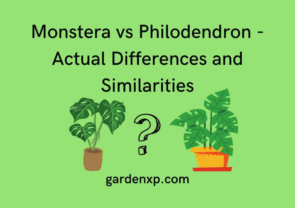 Monstera vs Philodendron - Actual Differences and Similarities