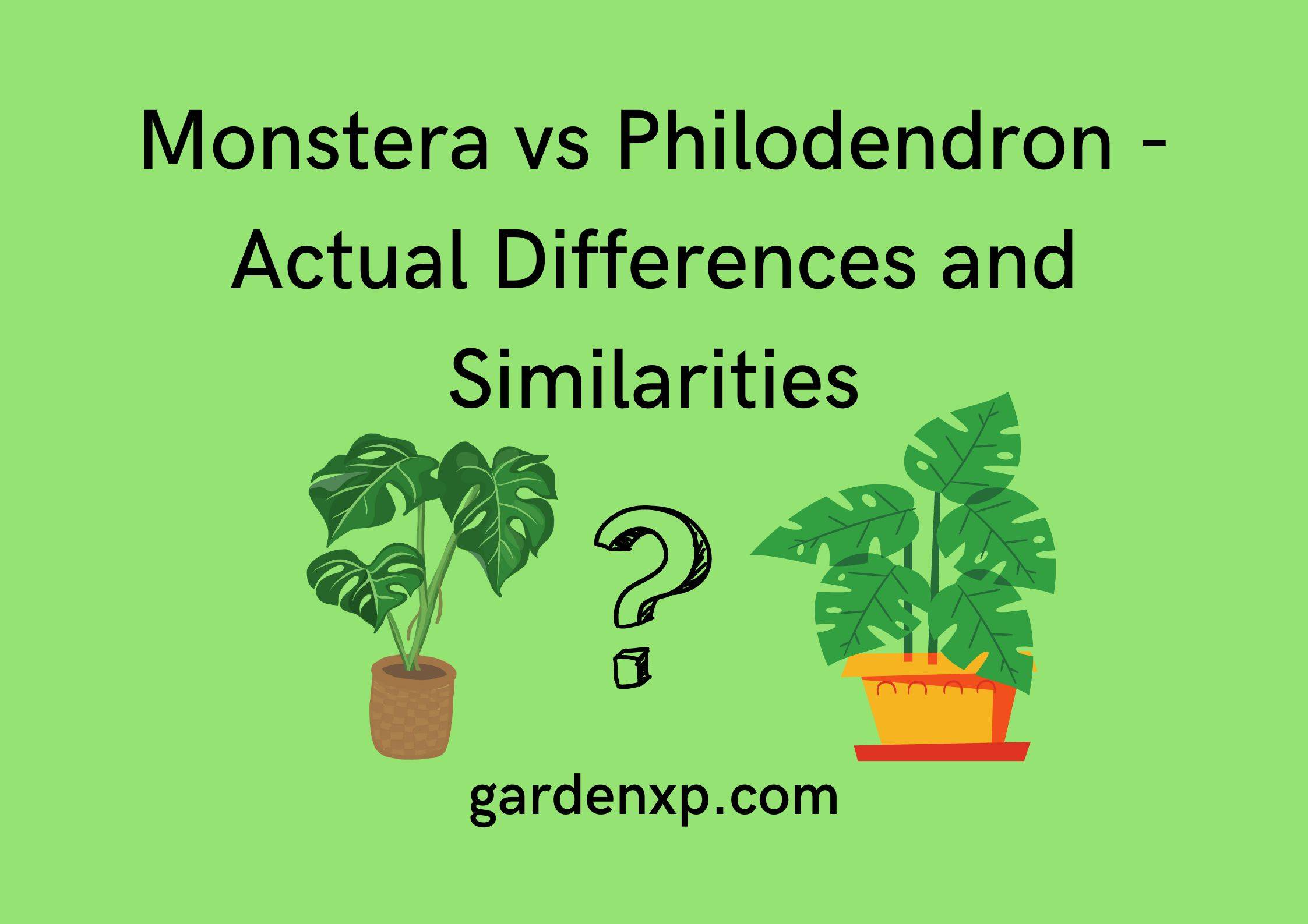 Monstera vs Philodendron - Actual Differences and Similarities