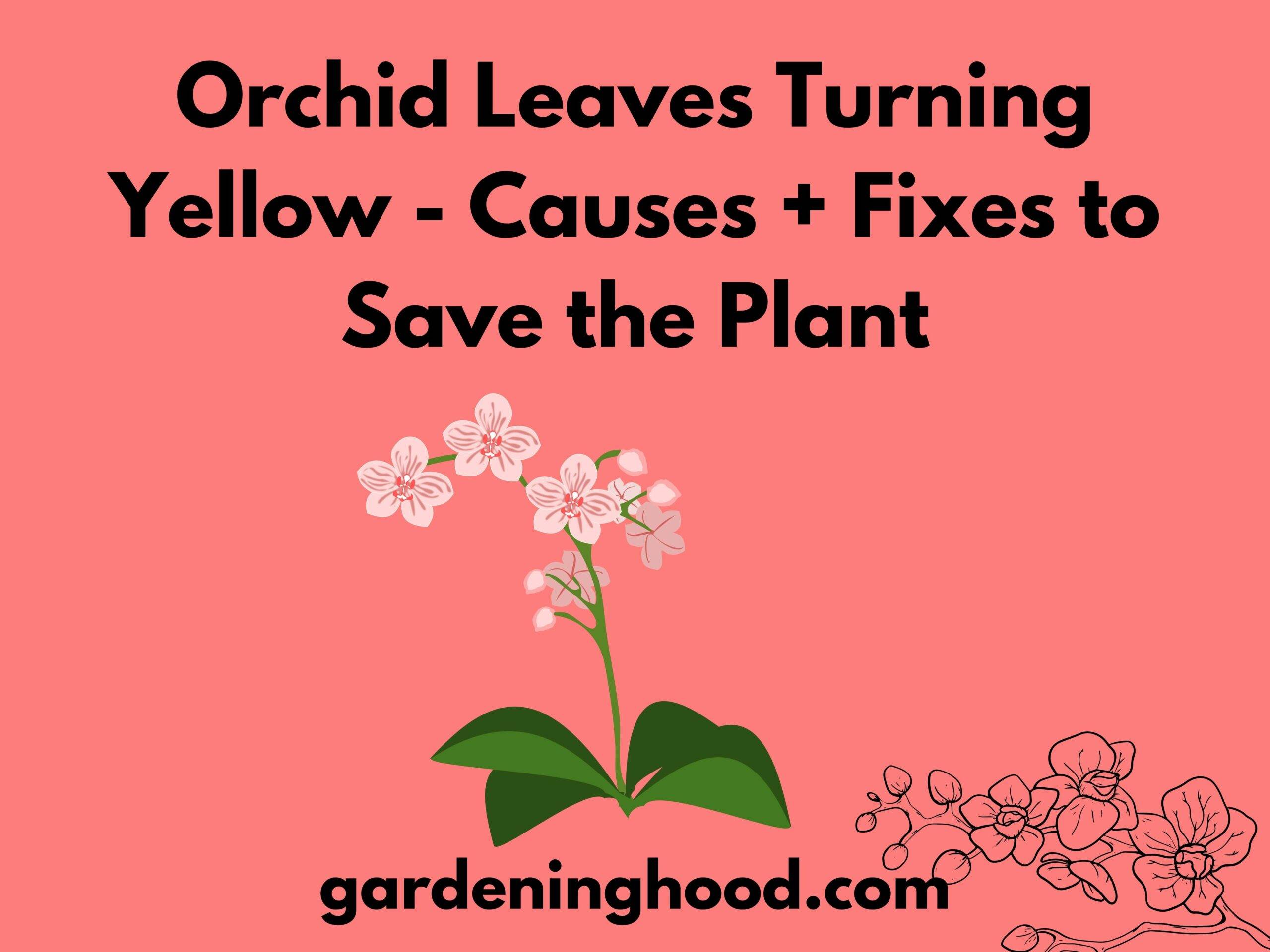 Orchid Leaves Turning Yellow - Causes + Fixes to Save the Plant