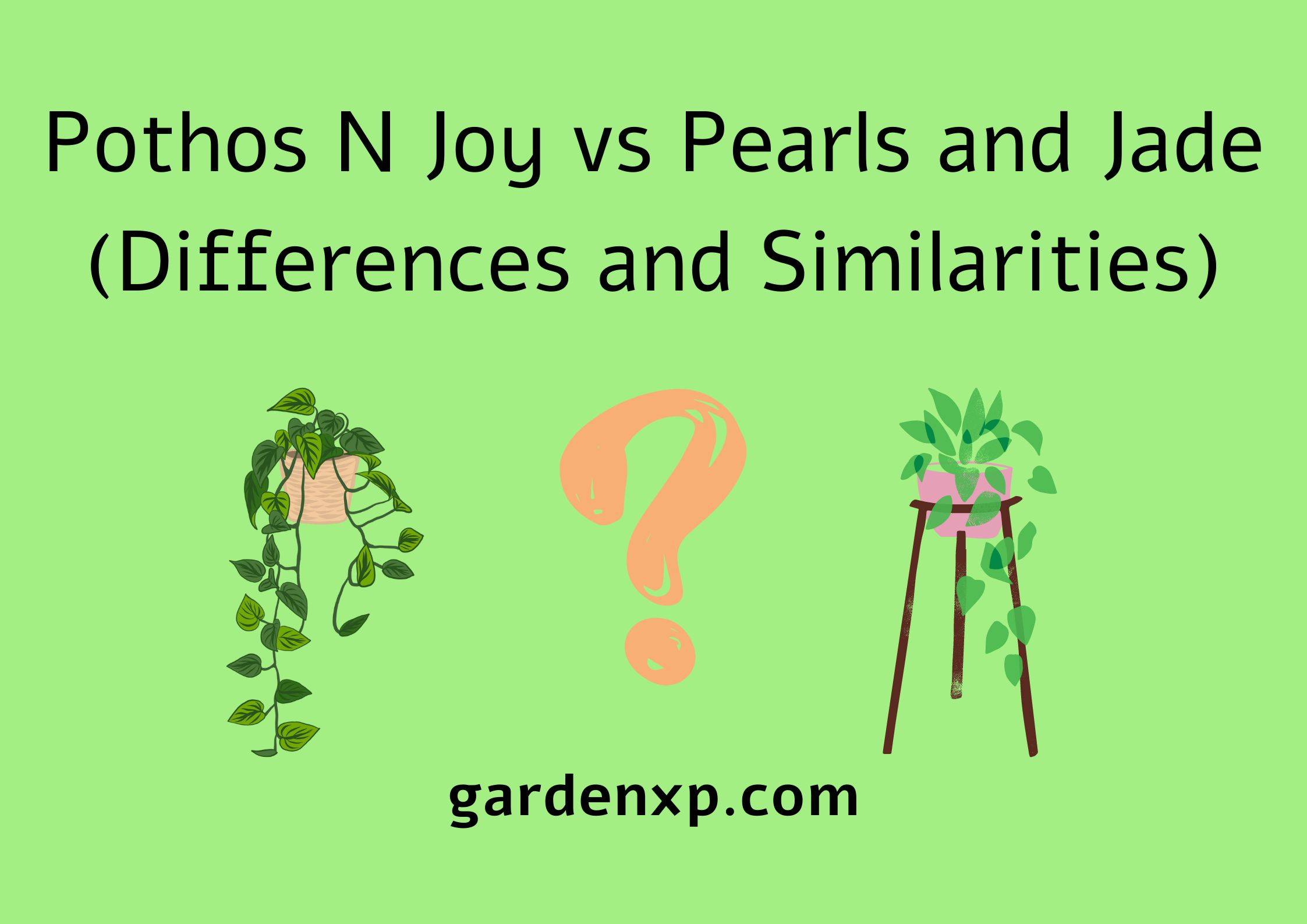 Pothos N Joy vs Pearls and Jade (Differences and Similarities)