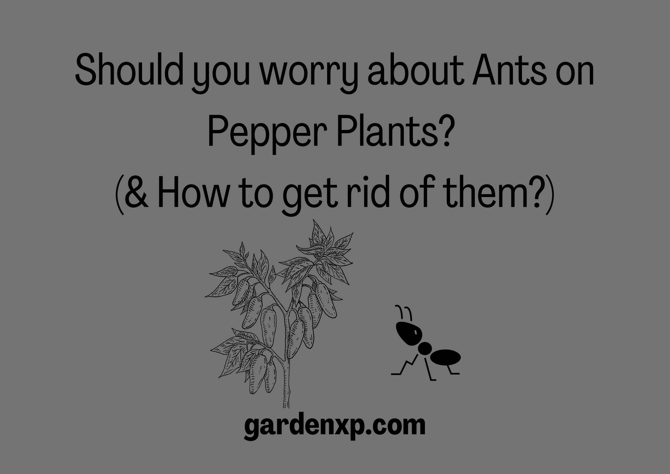 Should you worry about Ants on Pepper Plants? (& How to get rid of them?)