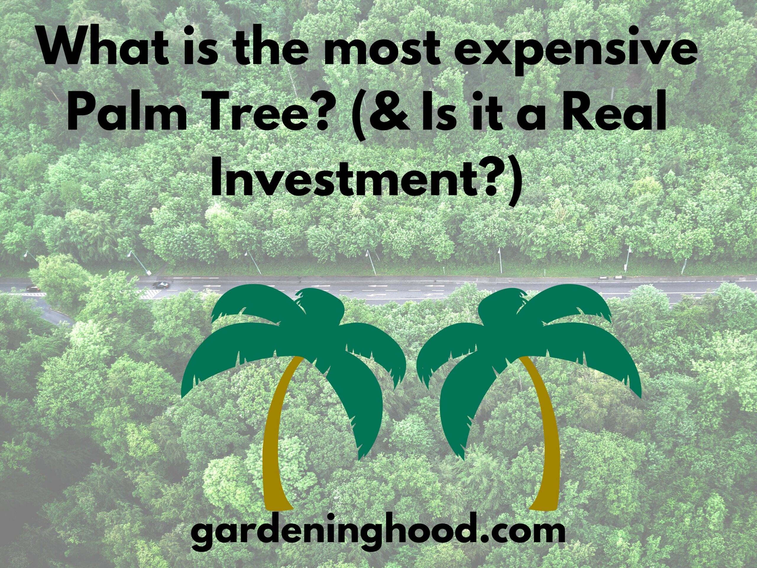 What is the most expensive Palm Tree? (& Is it a Real Investment?)