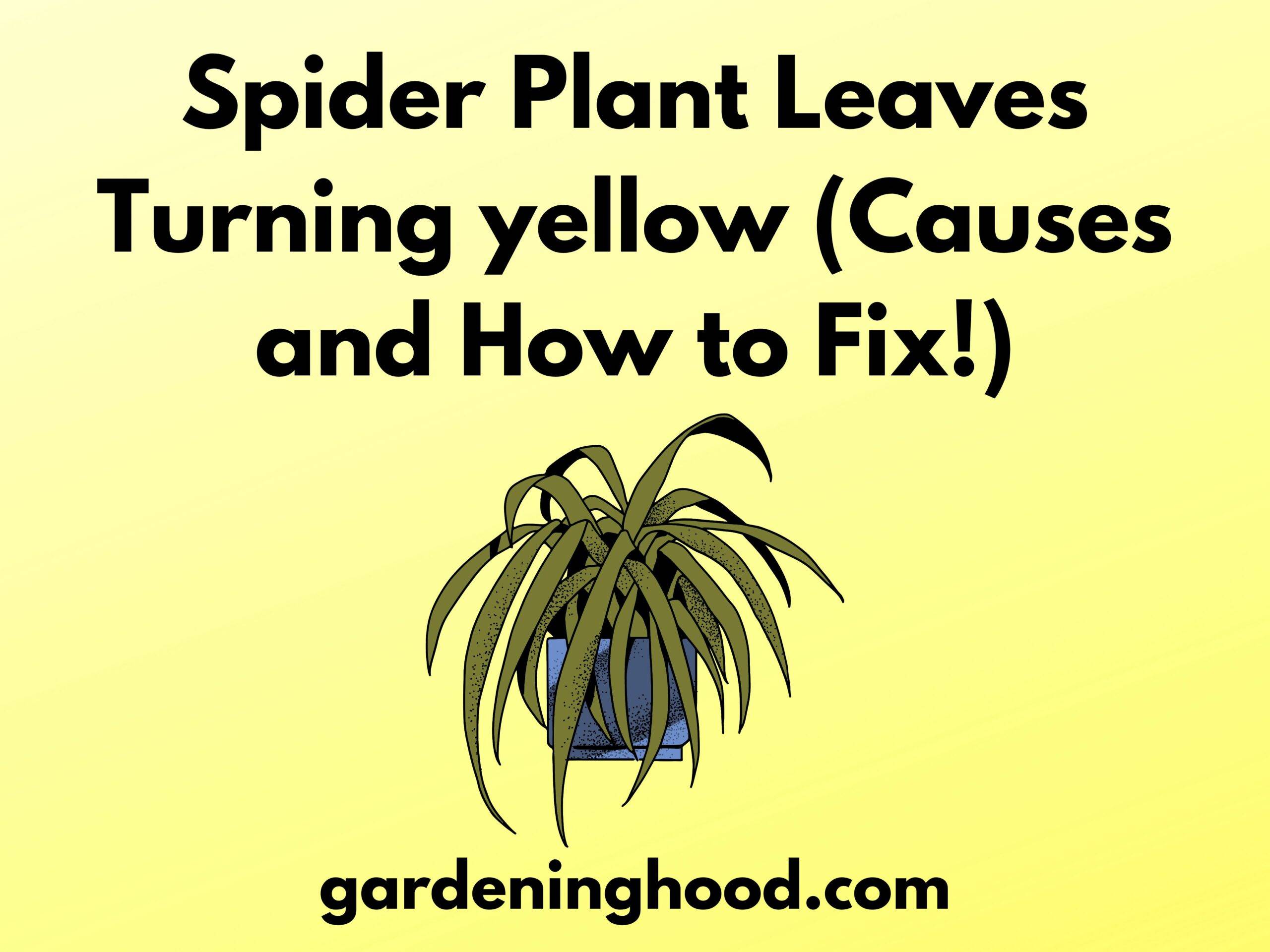 Spider Plant Leaves Turning yellow (Causes and How to Fix!)
