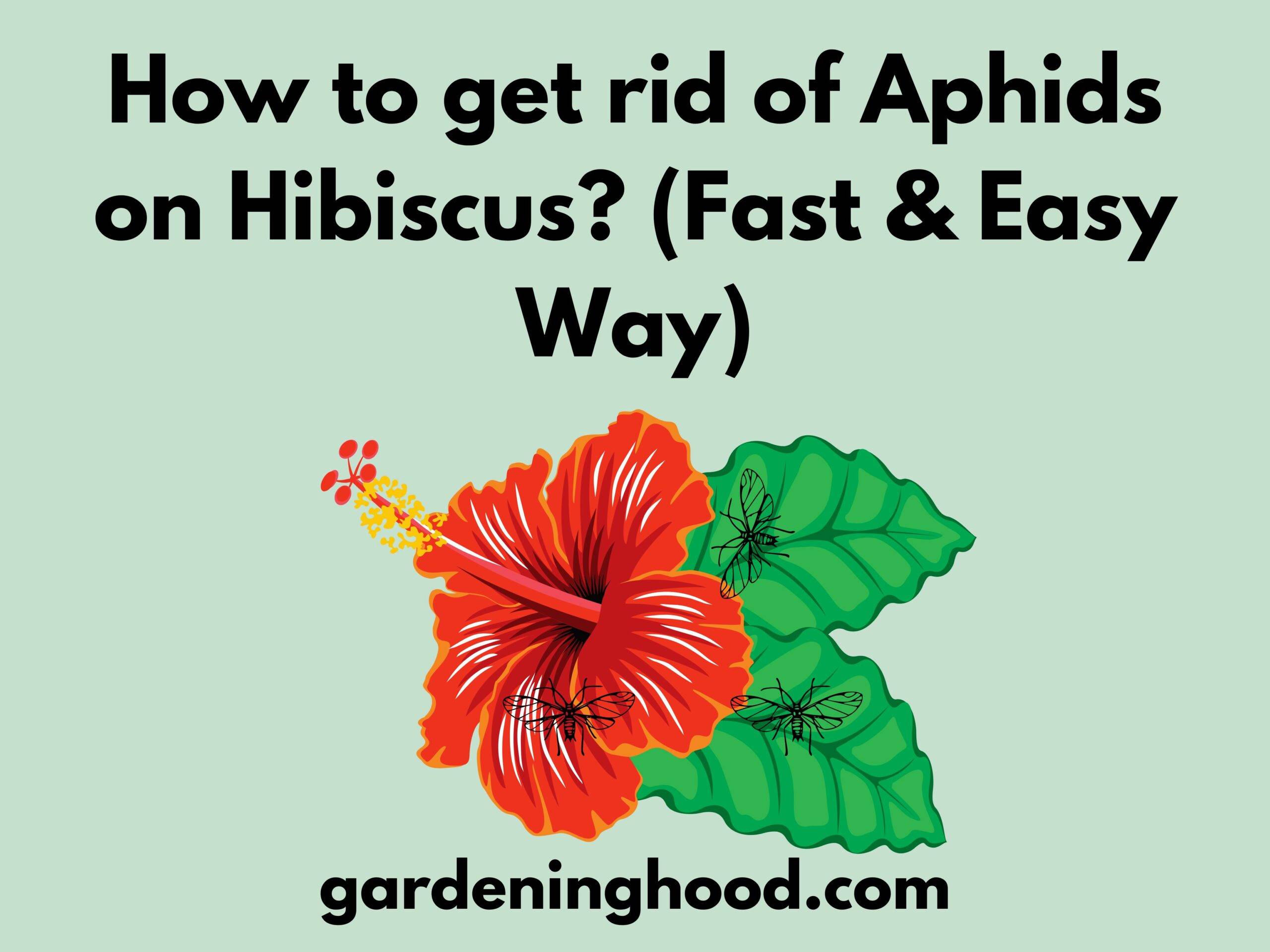 How to get rid of Aphids on Hibiscus? (Fast & Easy Way)