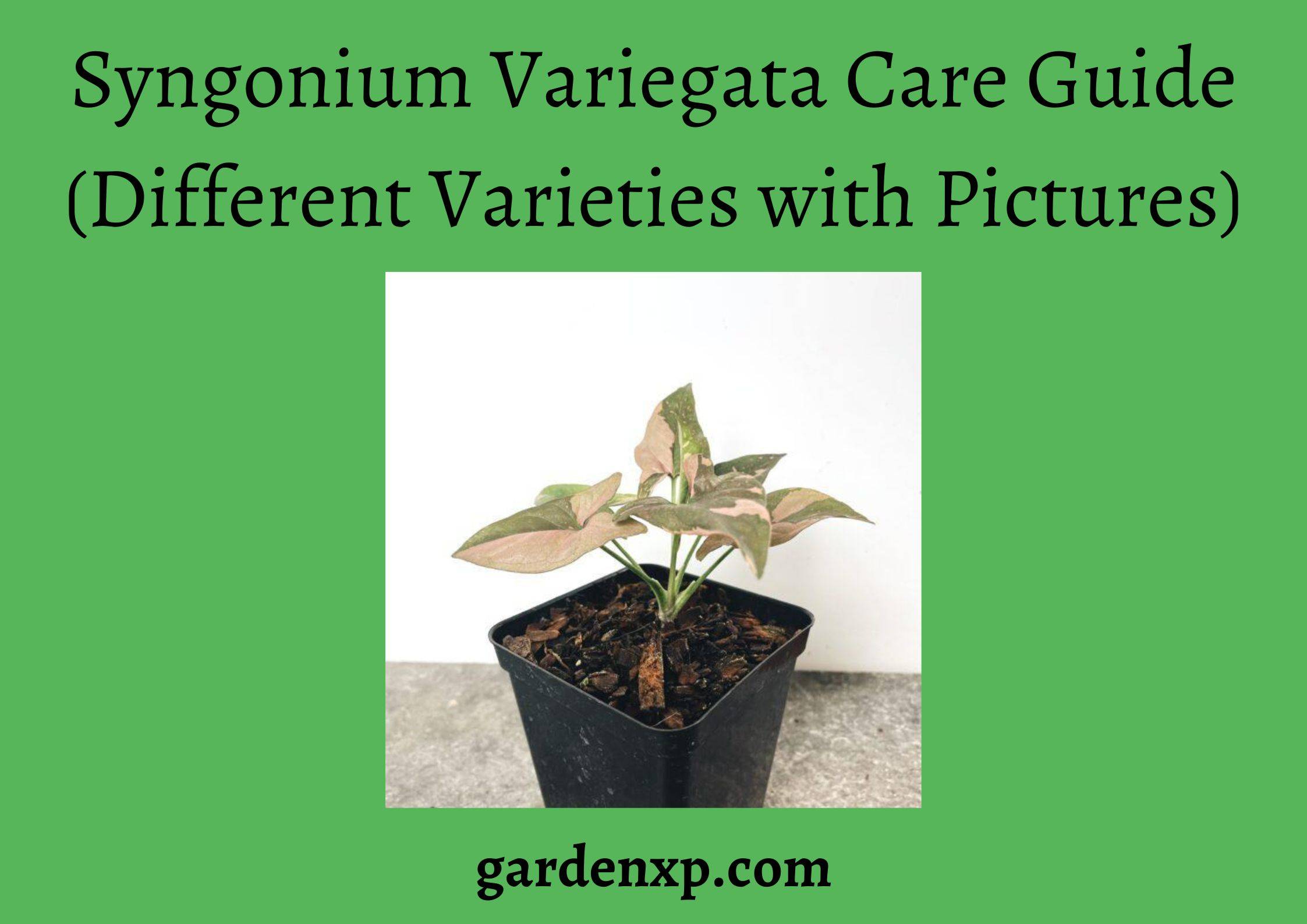 Syngonium Variegata Care Guide (Different Varieties with Pictures)