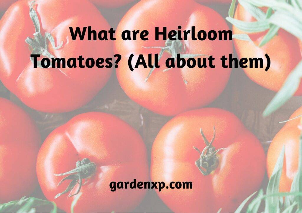 What are Heirloom Tomatoes? (All About Them)