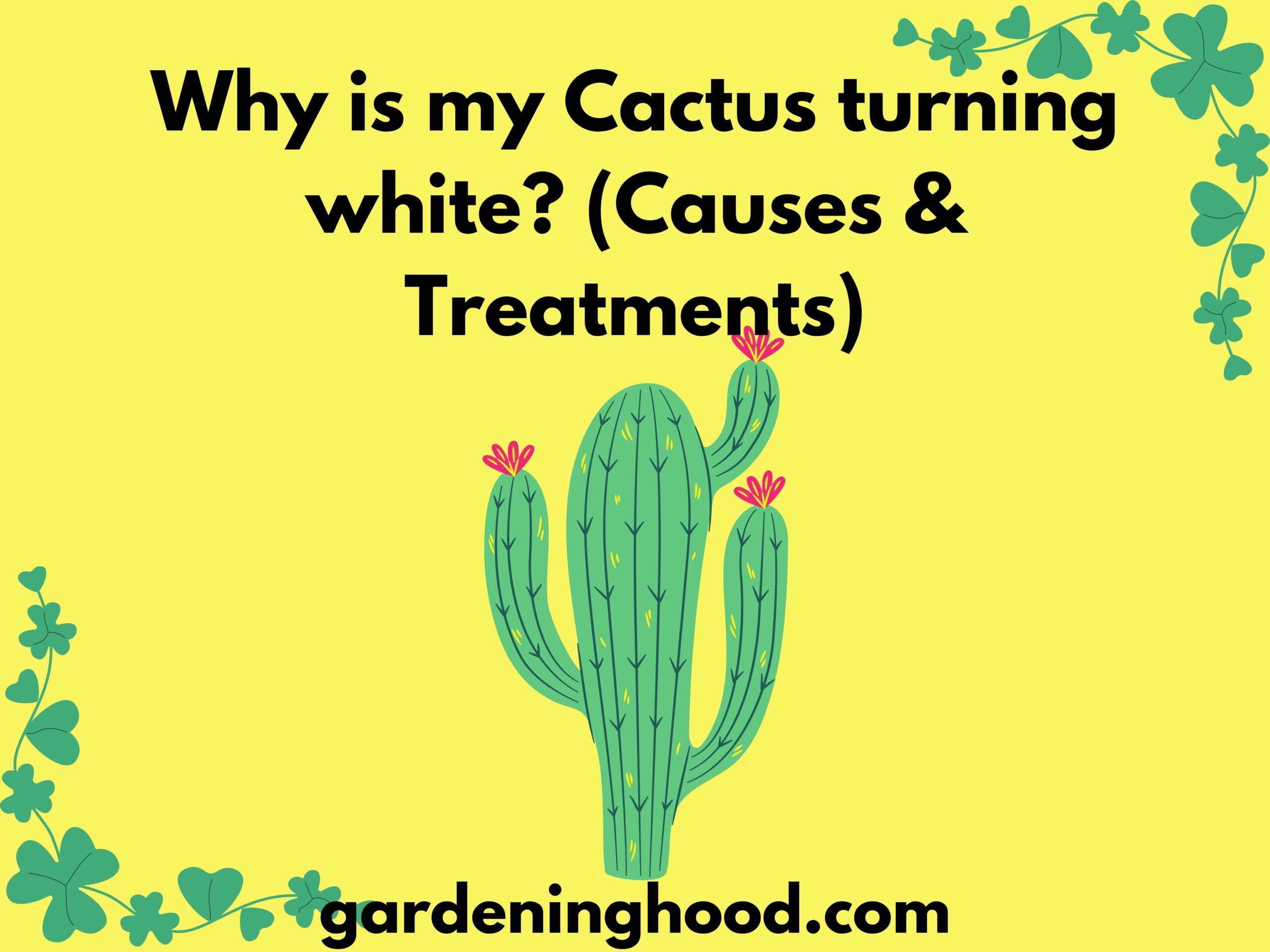 Why is my Cactus turning white? (Causes & Treatments)