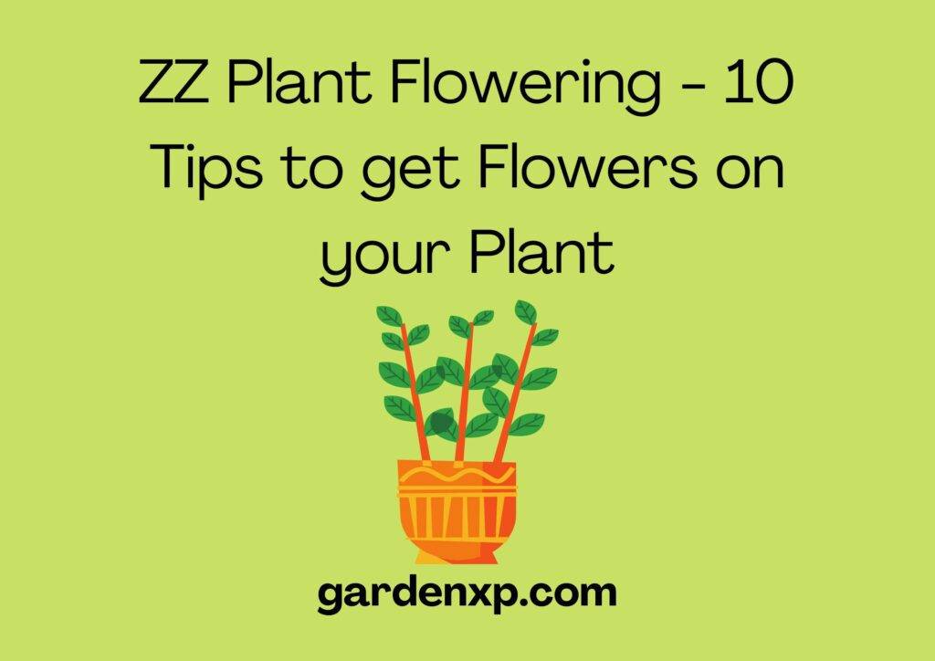 ZZ Plant Flowering - 10 Tips to get Flowers on your Plant