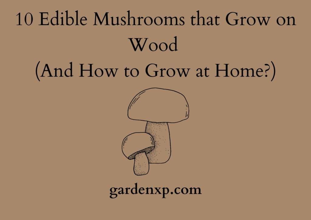 10 Edible Mushrooms that Grow on Wood (And How to Grow at Home?)