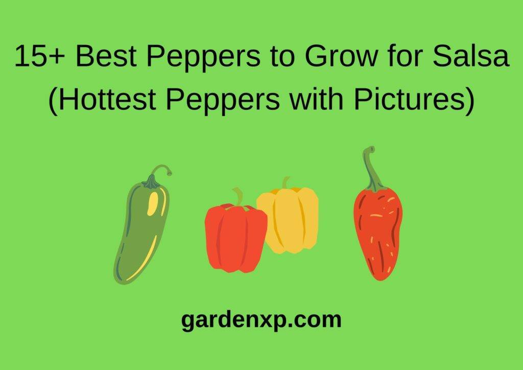 15+ Best Peppers to Grow for Salsa (Hottest Peppers with Pictures)