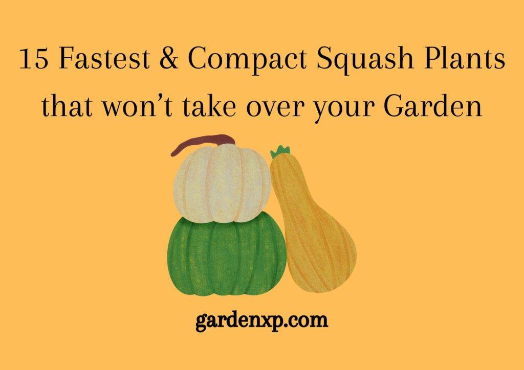 15 Fastest and Compact Squash Plants that won’t take over your Garden