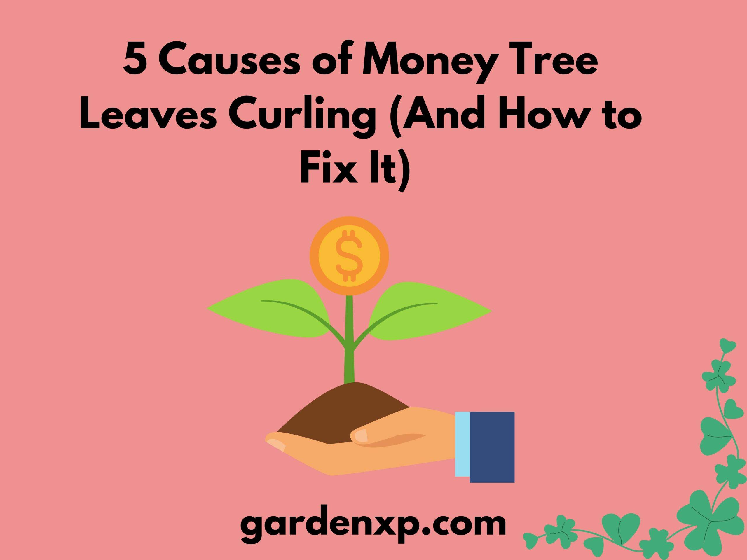 5 Causes of Money Tree Leaves Curling (And How to Fix It)