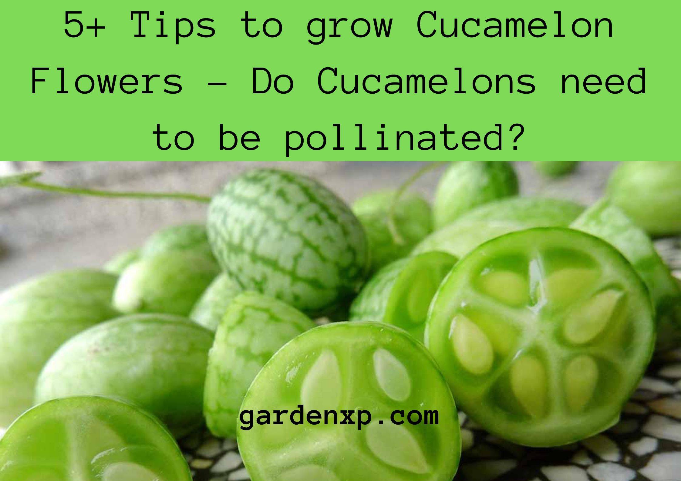 5+ Tips to grow Cucamelon Flowers - Do Cucamelons need to be pollinated?