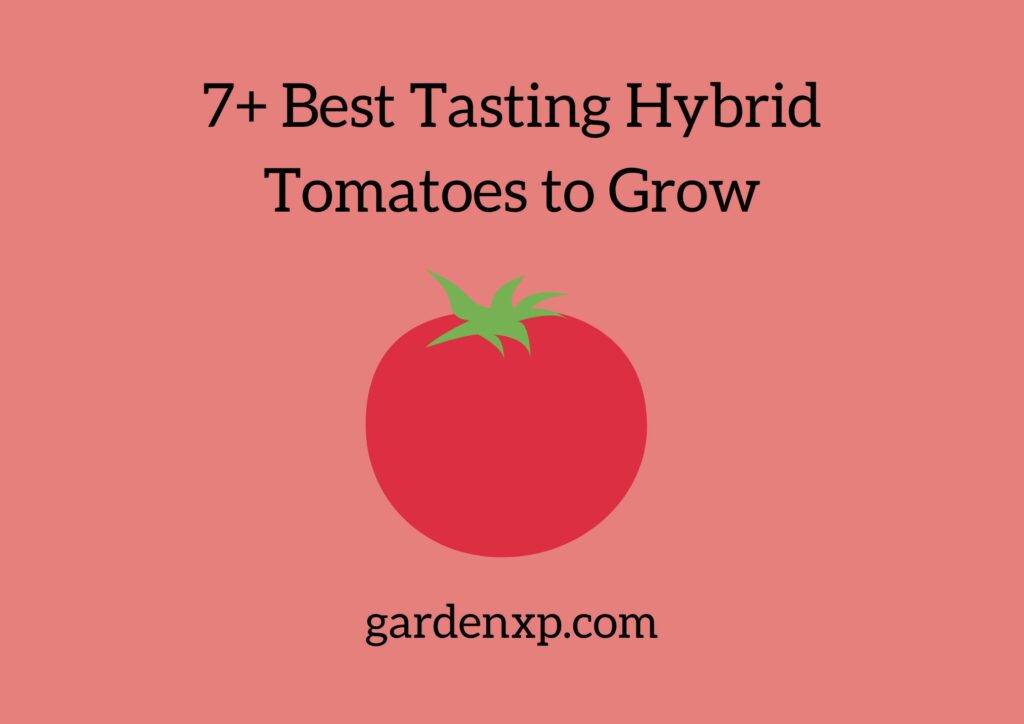 7+ Best Tasting Hybrid Tomatoes to Grow
