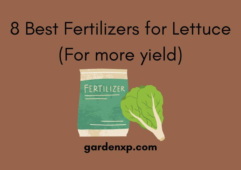 8 Best Fertilizers for Lettuce (For more yield)
