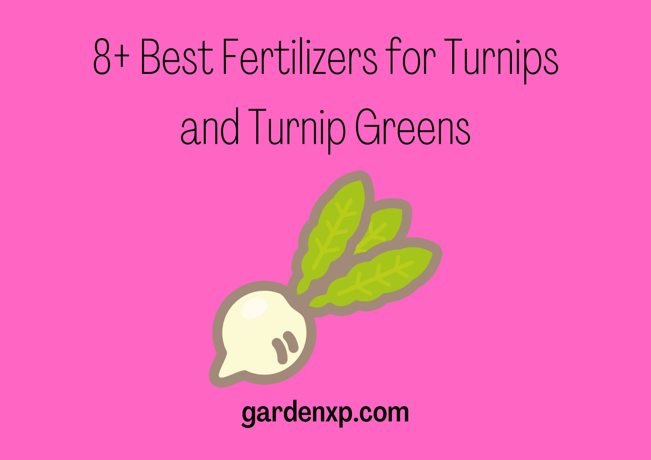 <strong>8+ Best Fertilizers for Turnips and Turnip Greens</strong>