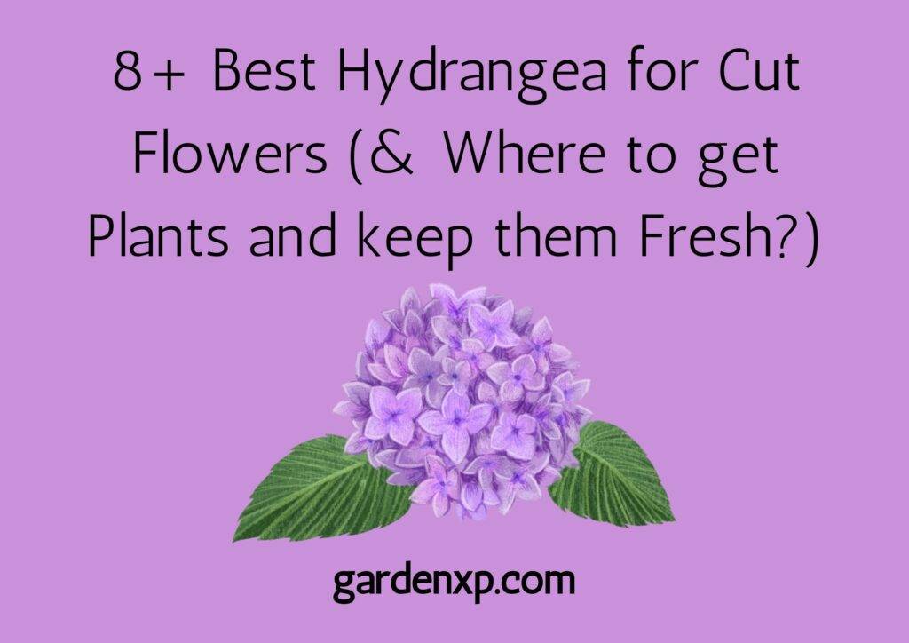 8+ Best Hydrangea for Cut Flowers (& Where to get Plants and keep them Fresh?)