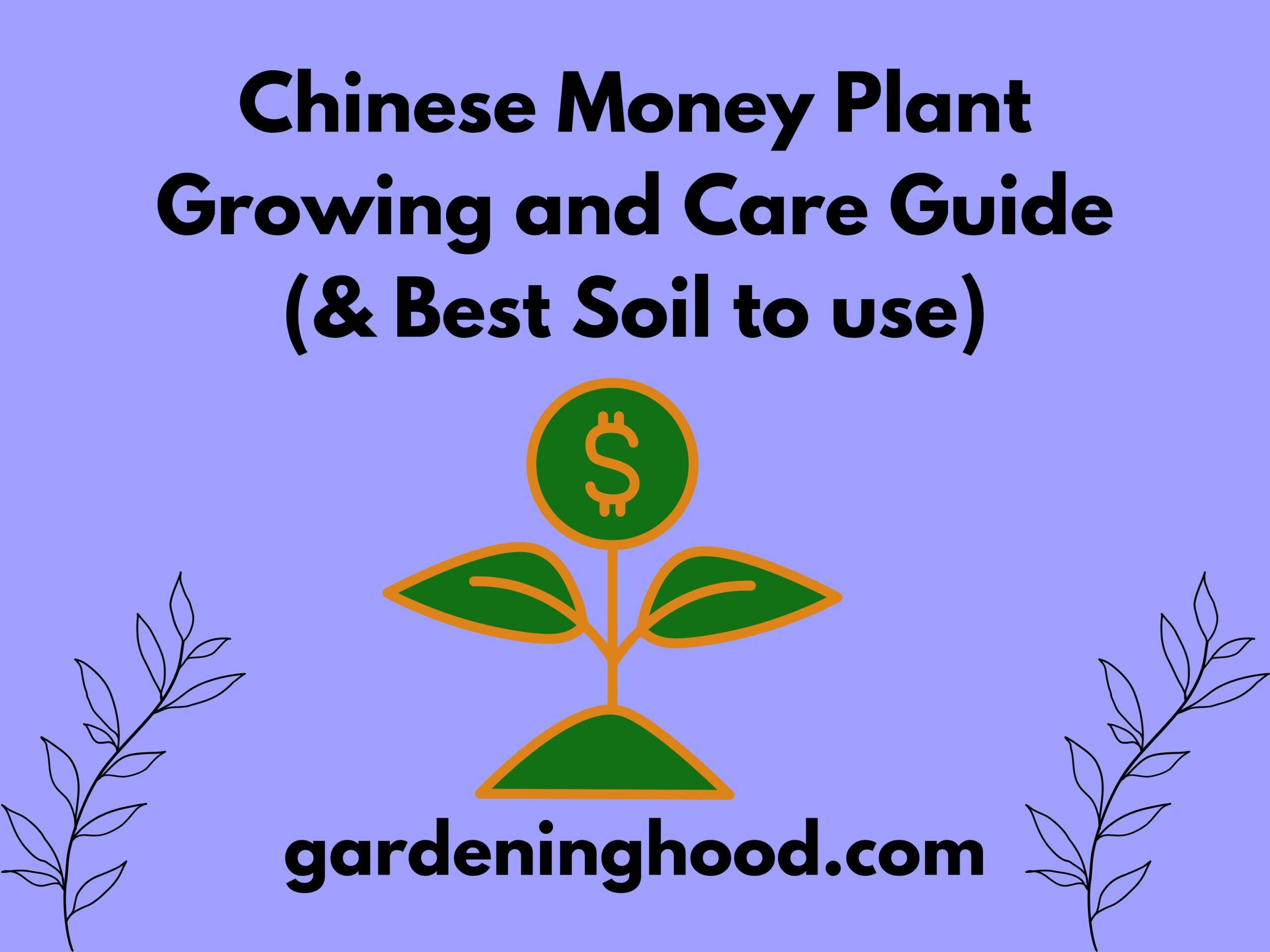 Chinese Money Plant Growing and Care Guide (& Best Soil to use)