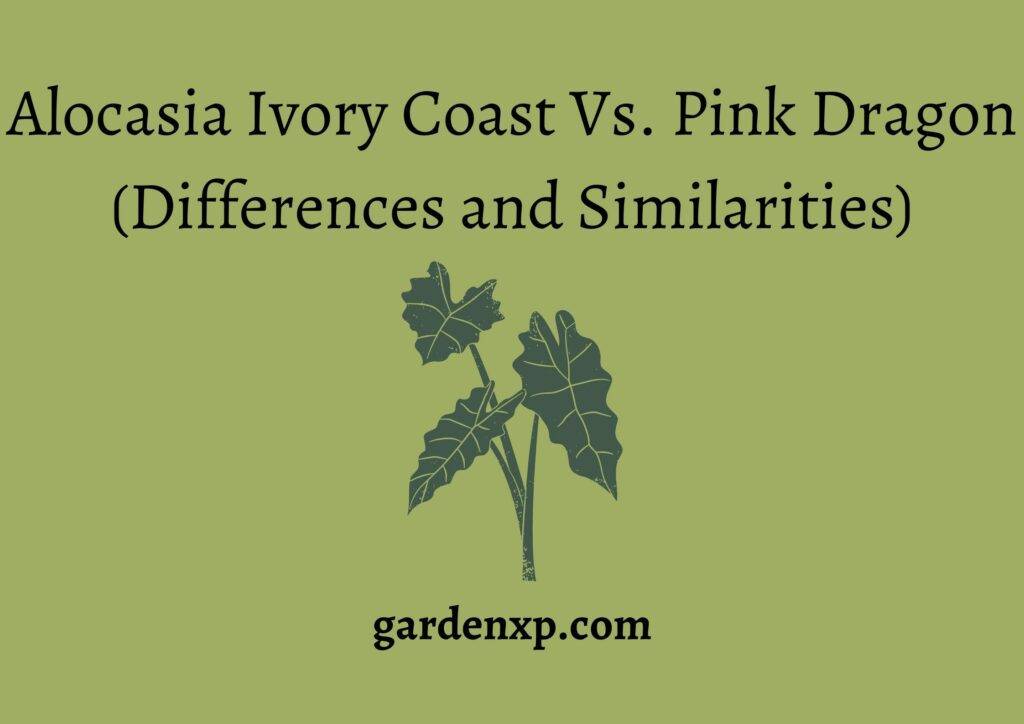 Alocasia Ivory Coast Vs Pink Dragon (Differences and Similarities)