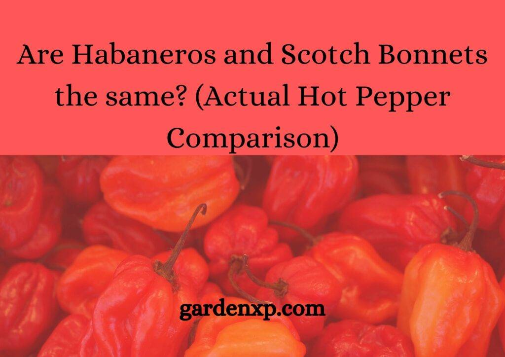 Are Habaneros and Scotch Bonnets the same? (Actual Hot Pepper Comparison)
