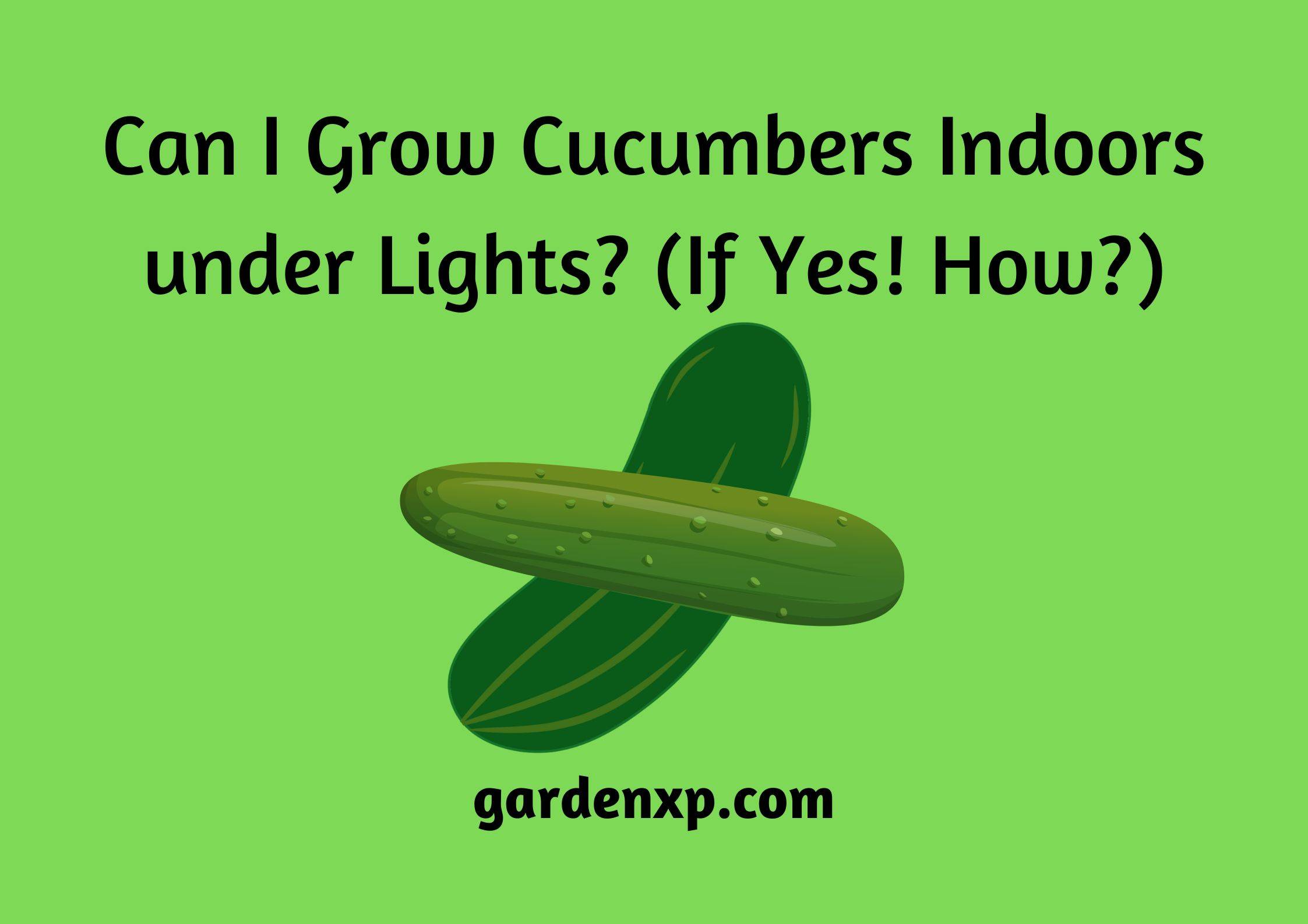 Can I Grow Cucumbers Indoors under Lights? (If Yes! How?)