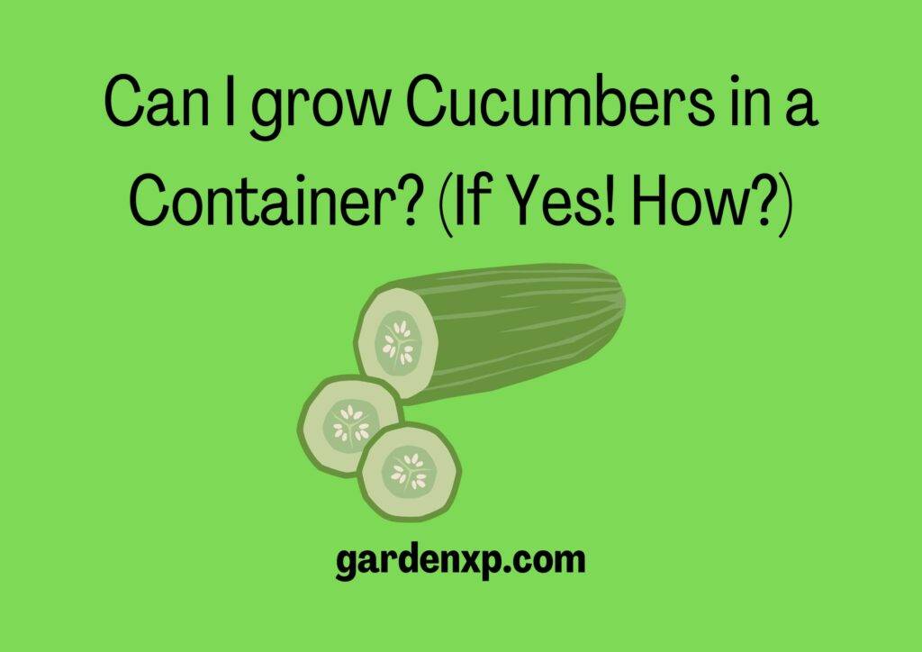 Can I grow Cucumbers in a Container? (If Yes! How?)