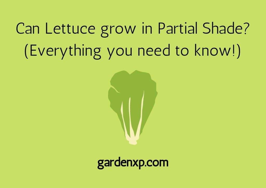 Can Lettuce grow in Partial Shade? (Everything you need to know!)