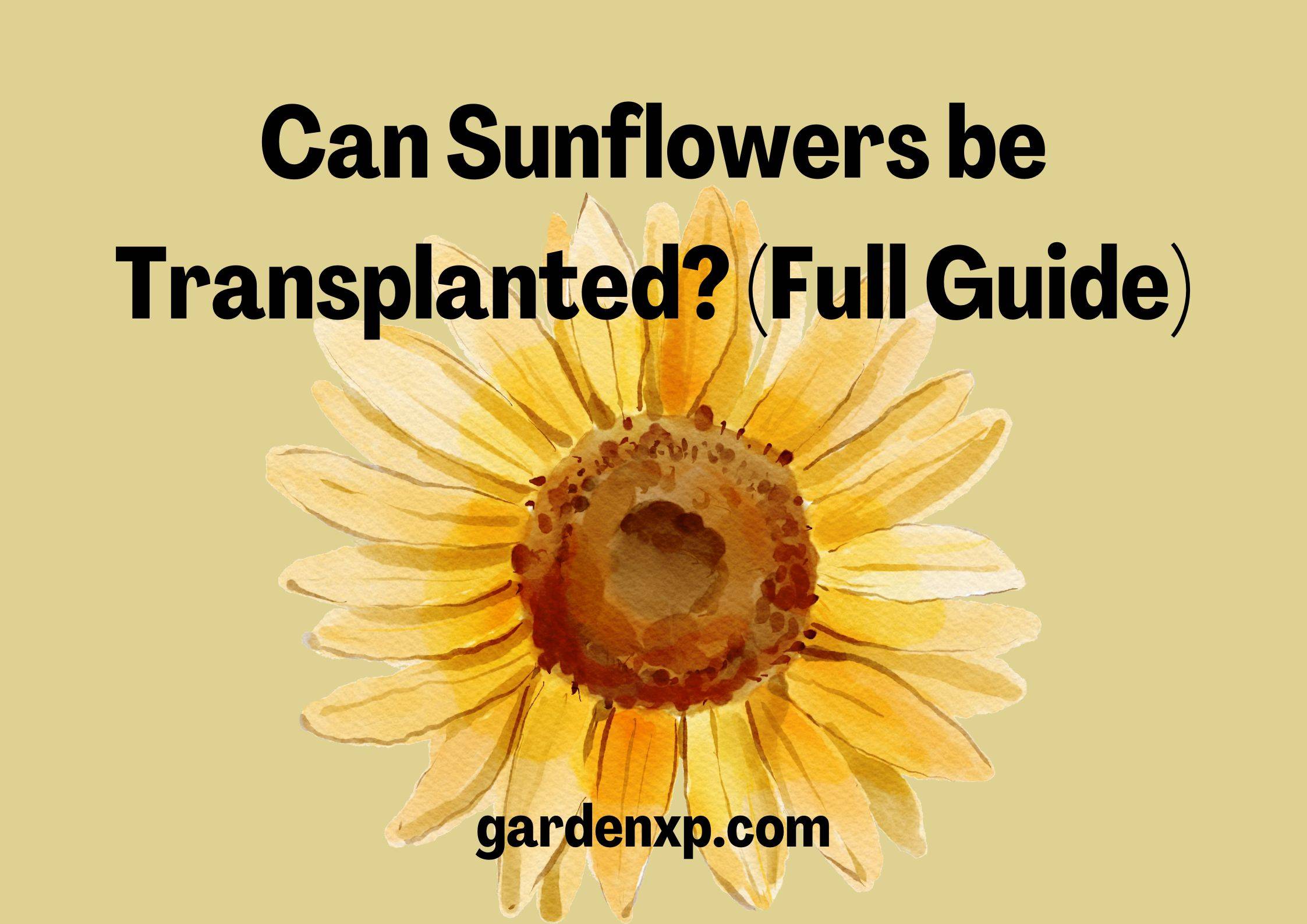 Can Sunflowers be Transplanted? (Full Guide)