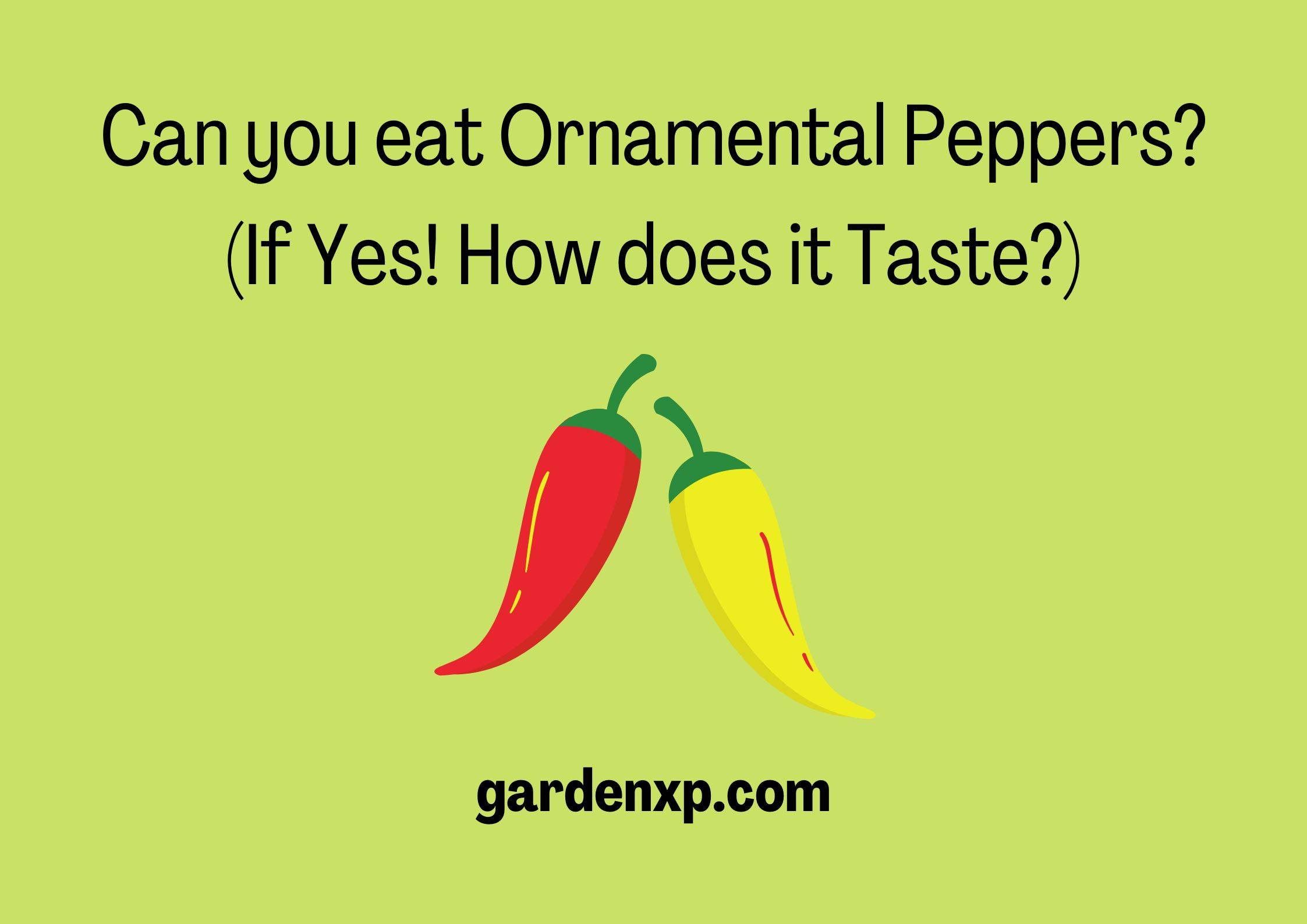Can you eat Ornamental Peppers? (If Yes! How does it Taste?)