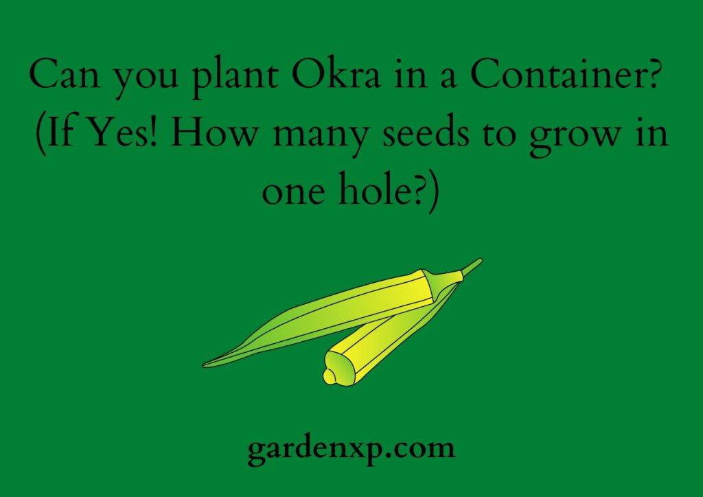 Can you plant Okra in a Container? (If Yes! How many seeds to grow in one hole?)