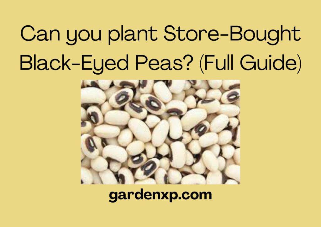 Can you plant Store-Bought Black-Eyed Peas? (Full Guide)