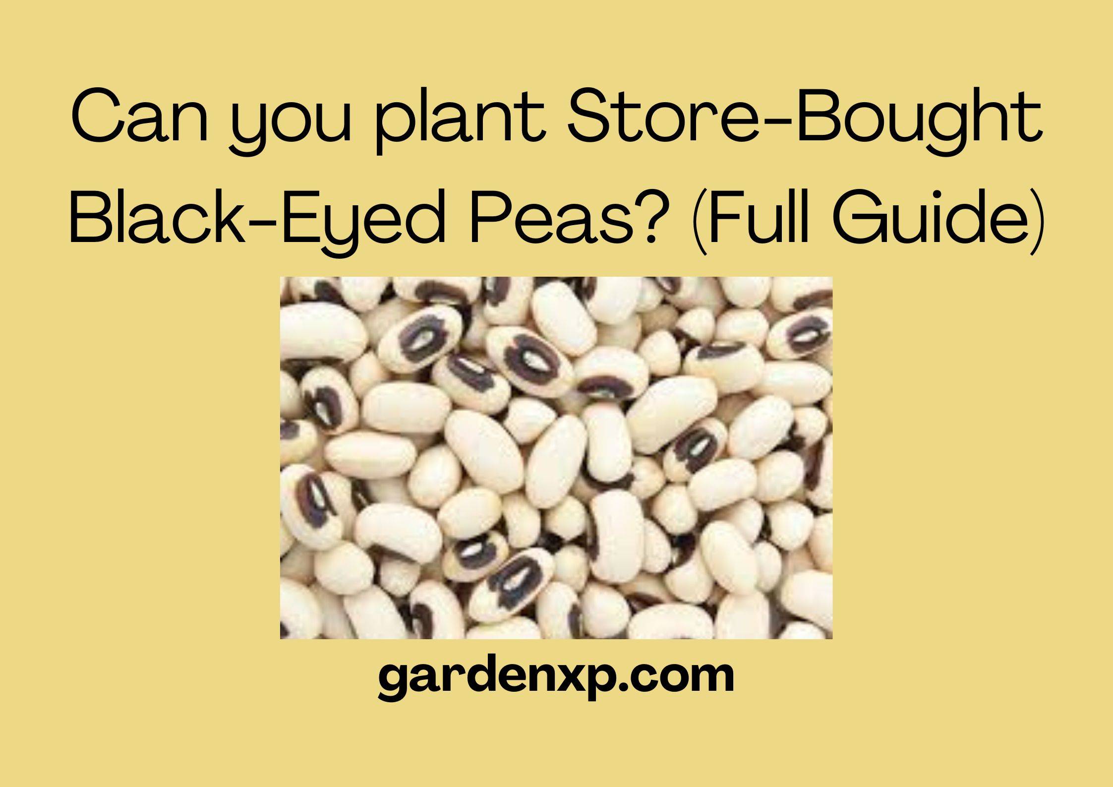 Can you plant Store-Bought Black-Eyed Peas? (Full Guide)