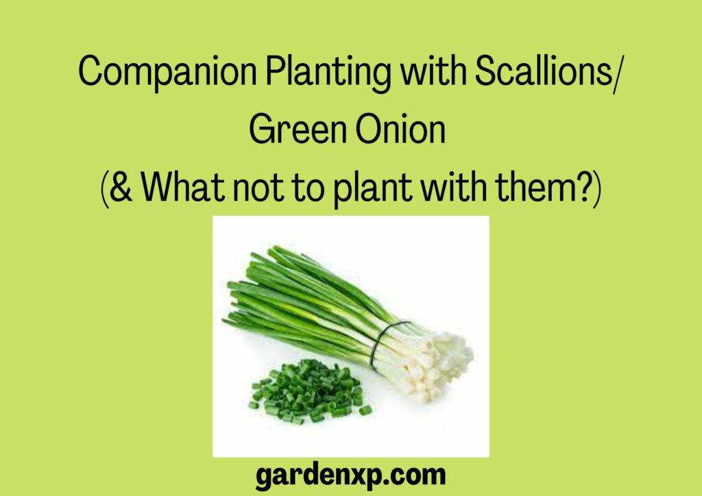 Companion Planting with Scallions/Green Onion (& What not to plant with them?)