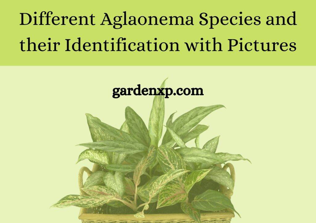 Different Aglaonema Species and their Identification with Pictures
