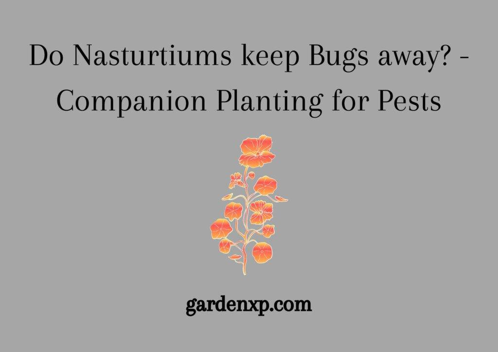 Do Nasturtiums keep Bugs away? - Companion Planting for Pests