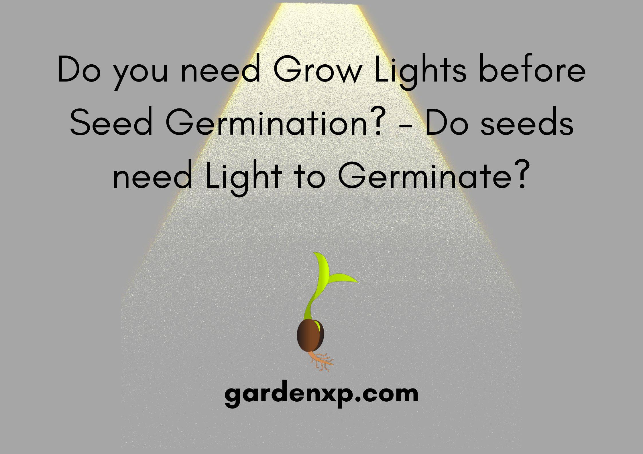 Do you need Grow Lights before Seed Germination?  - Do seeds need Light to Germinate?