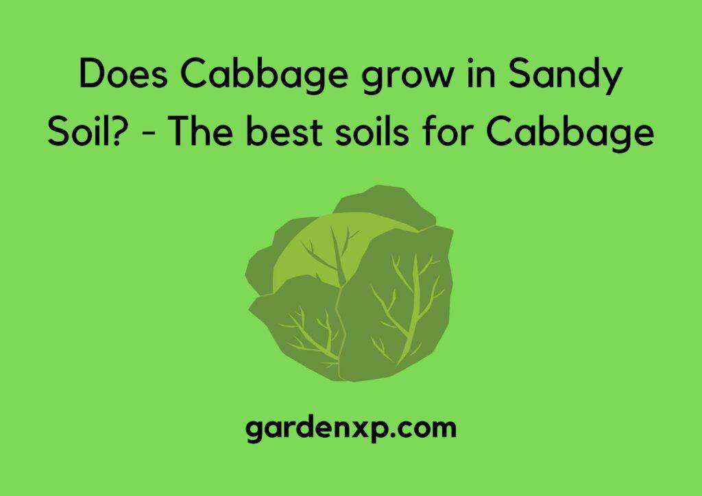 Does Cabbage grow in Sandy Soil? - The best soils for Cabbage