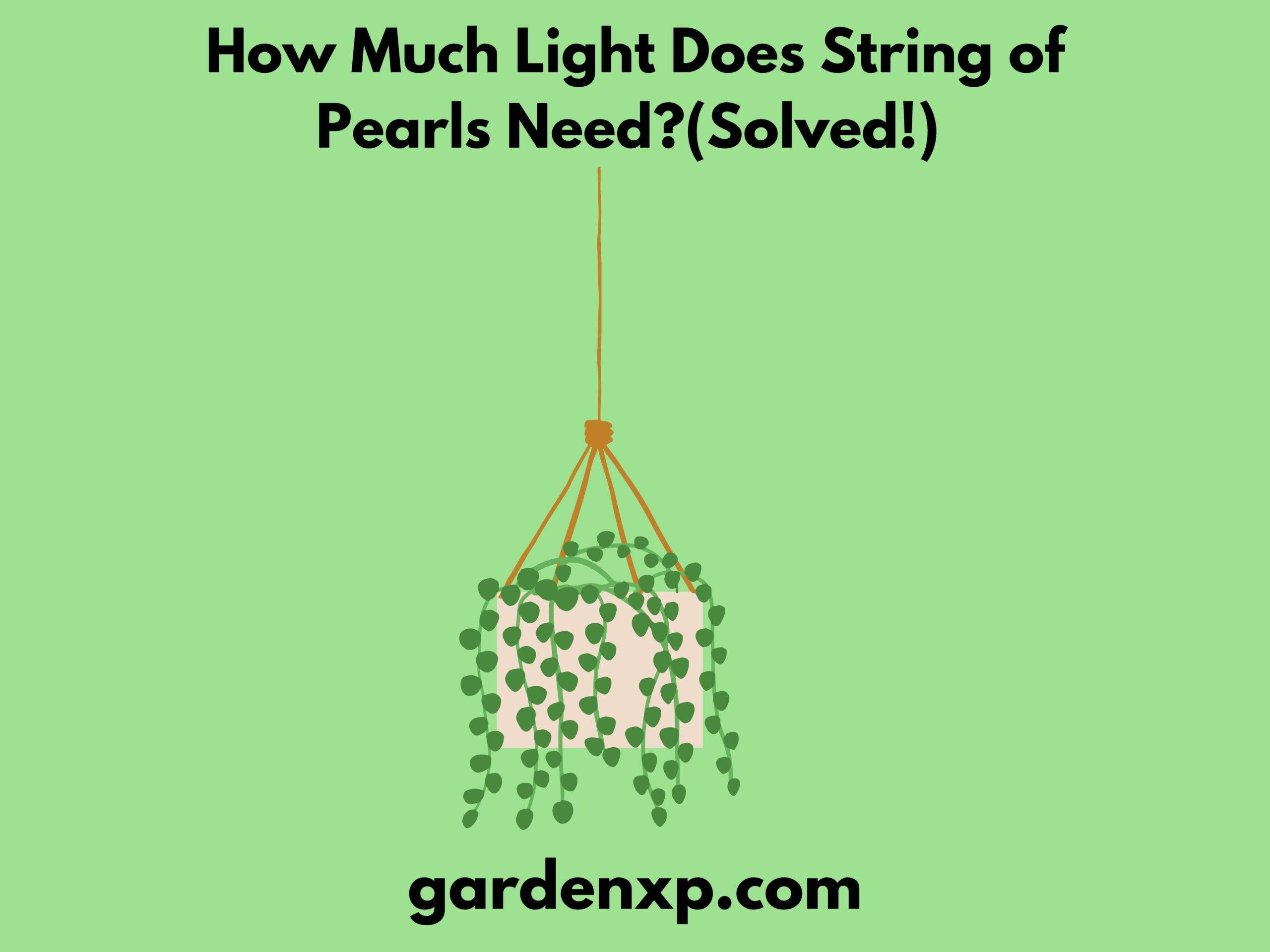 How Much Light Does String of Pearls Need? (Solved!)