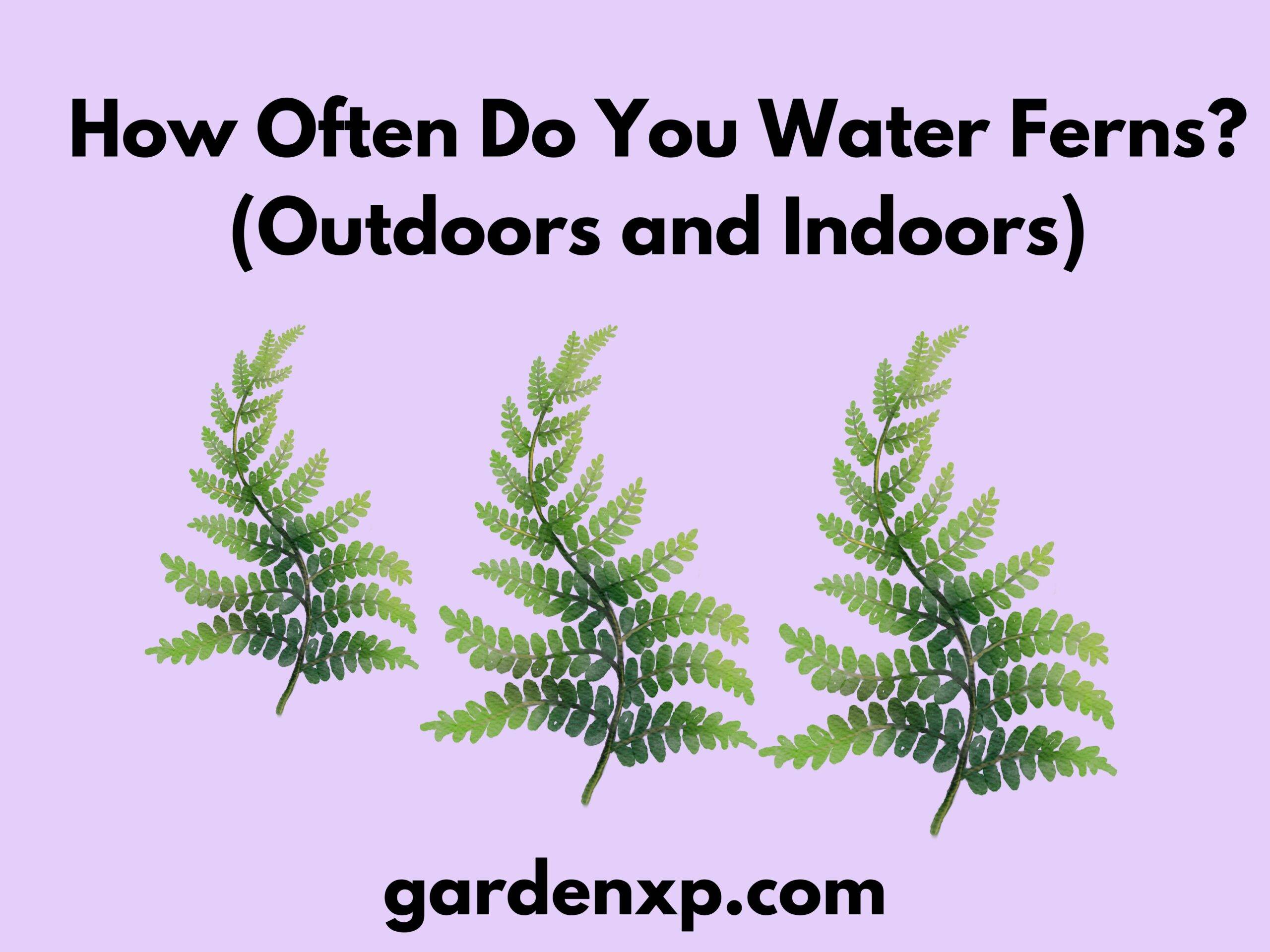 How Often Do You Water Ferns? (Indoors & Outdoors)
