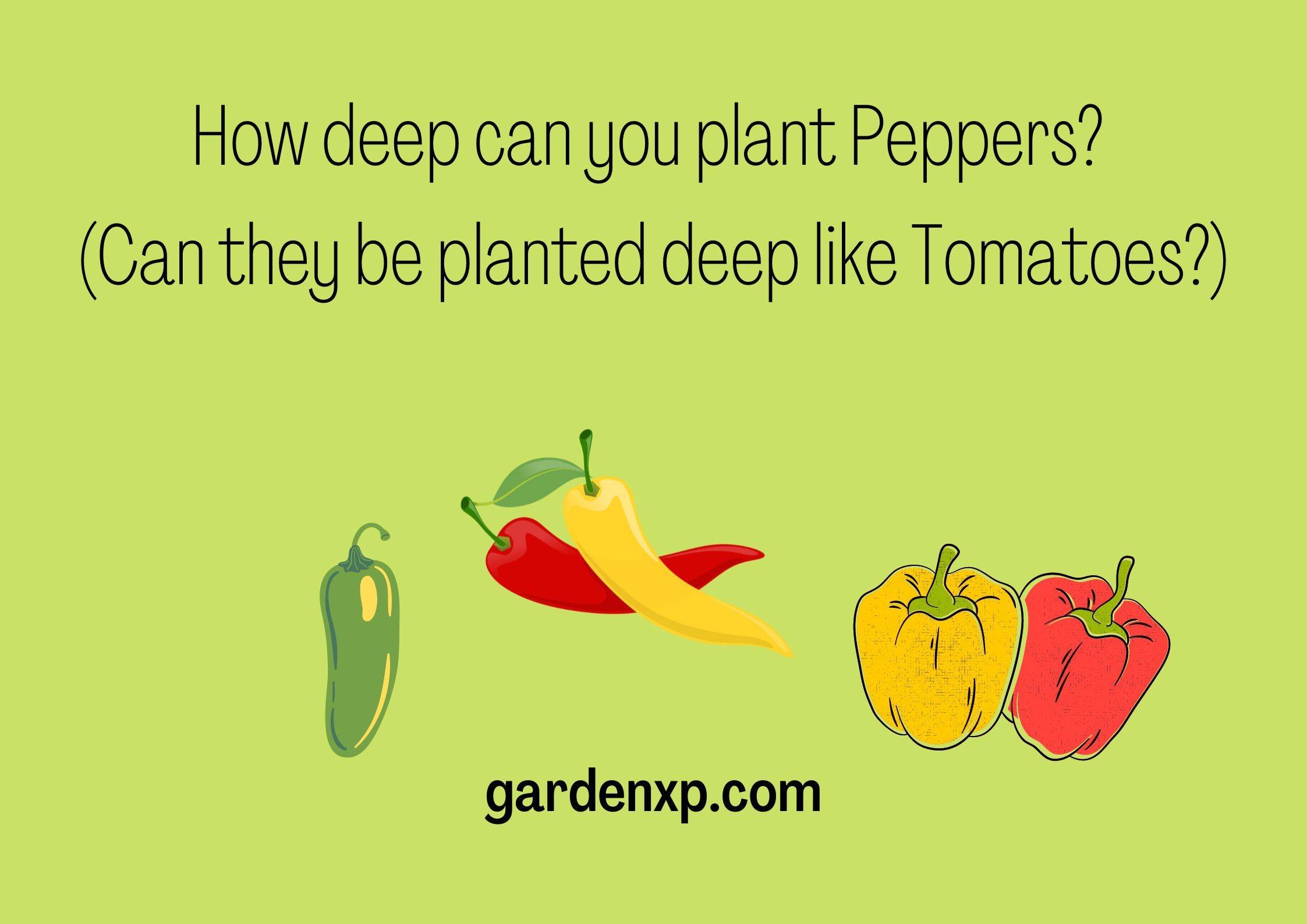 How deep can you plant Peppers? (Can they be planted deep like Tomatoes?)