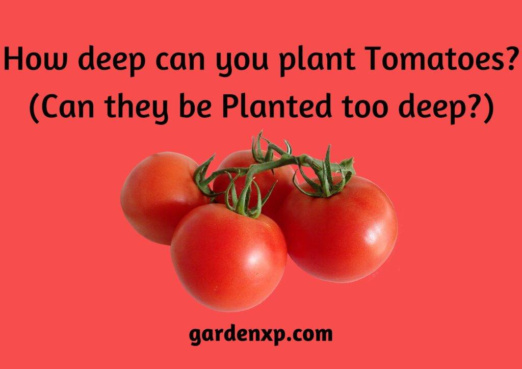 How deep can you plant Tomatoes? (Can they be Planted too deep?)