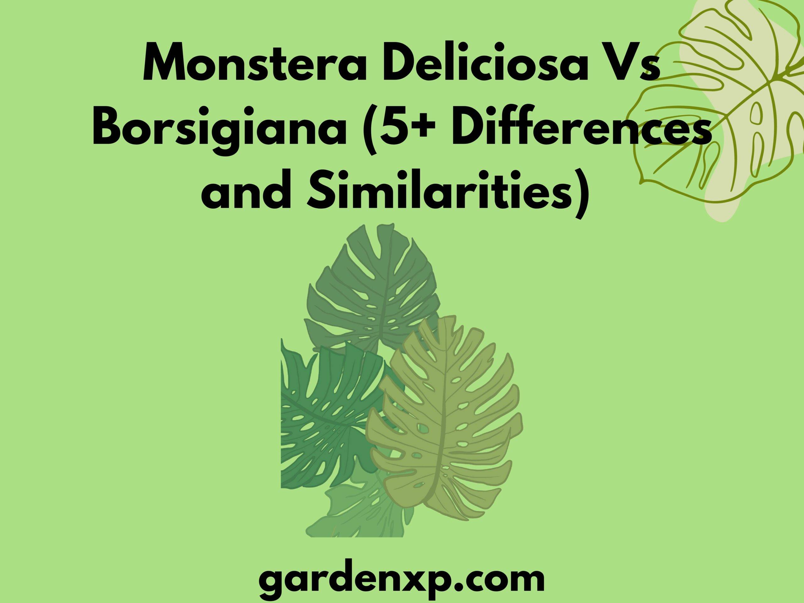 Monstera Deliciosa Vs Borsigiana (5+ Differences and Similarities)