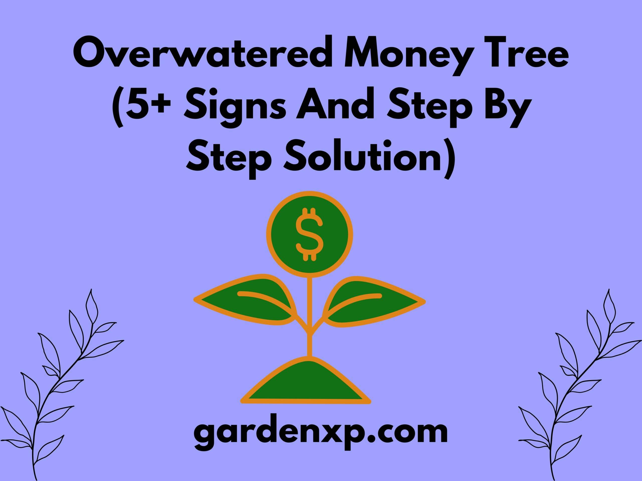 Overwatered Money Tree (5+ Signs And Step By Step Solution)