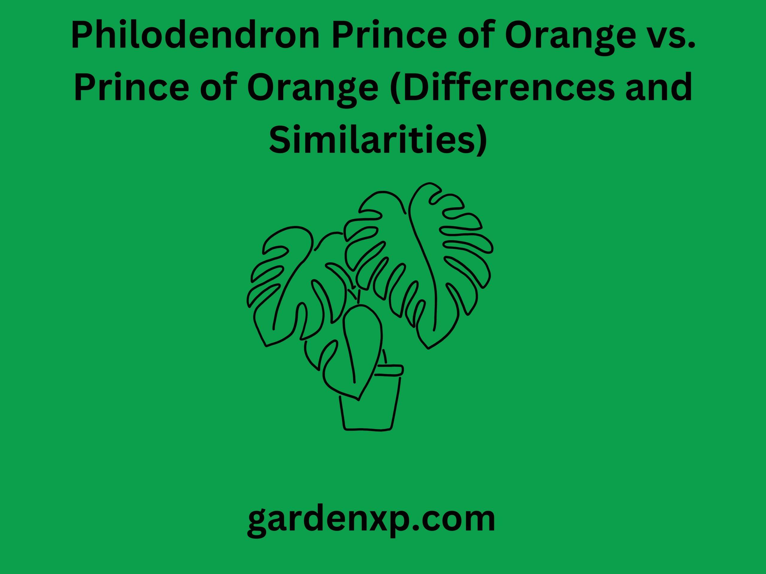 Philodendron Prince of Orange vs. Prince of Orange (Differences and Similarities)