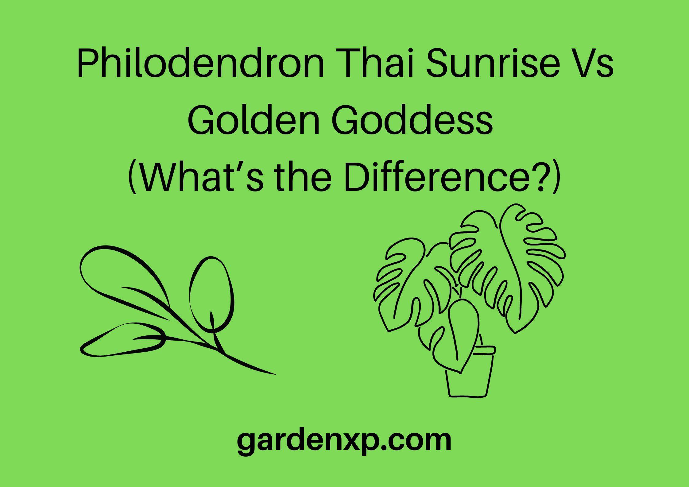Philodendron Thai Sunrise Vs Golden Goddess (What’s the Difference?)