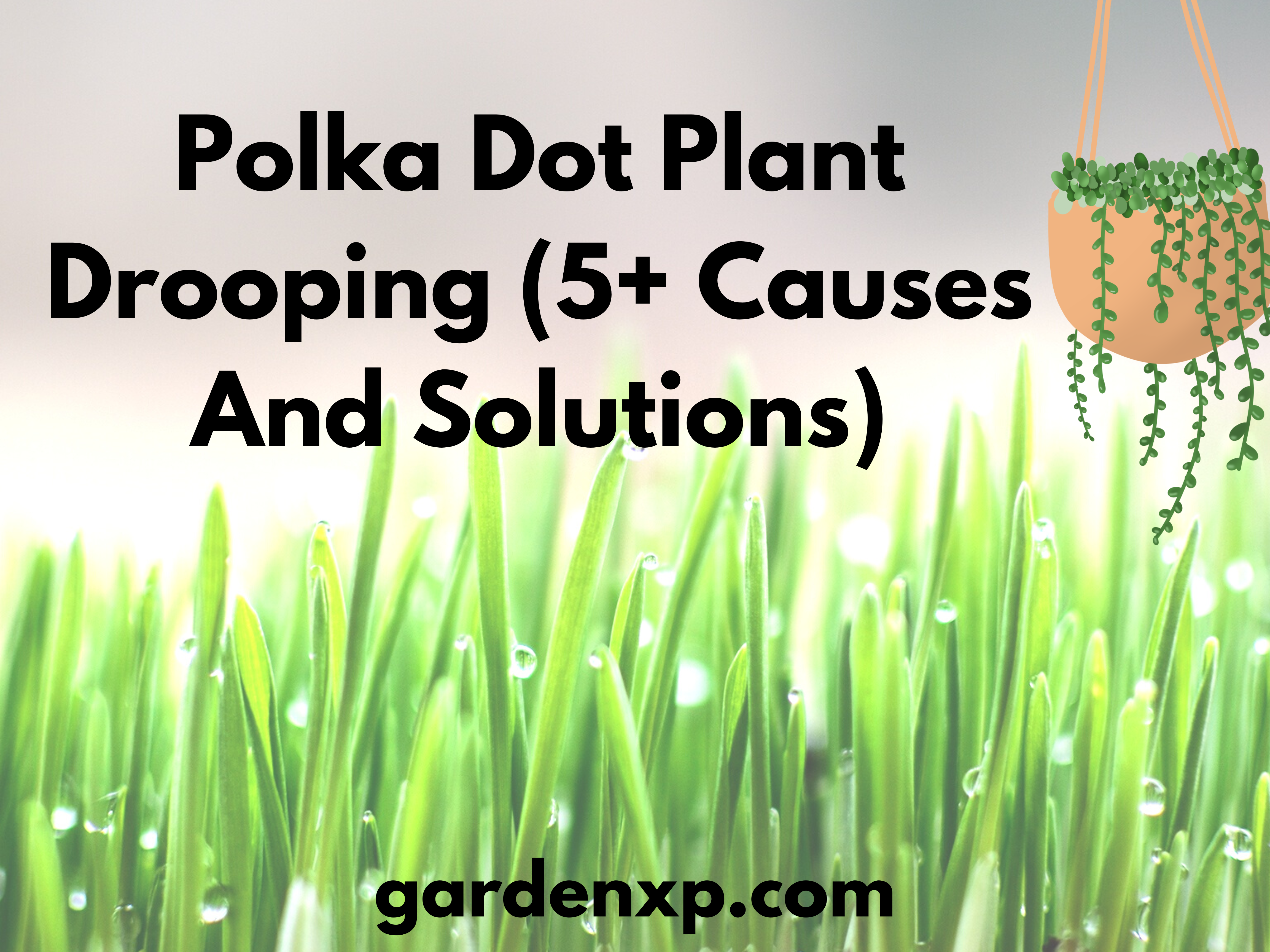 Polka Dot Plant Drooping (5+ Causes And Solutions)