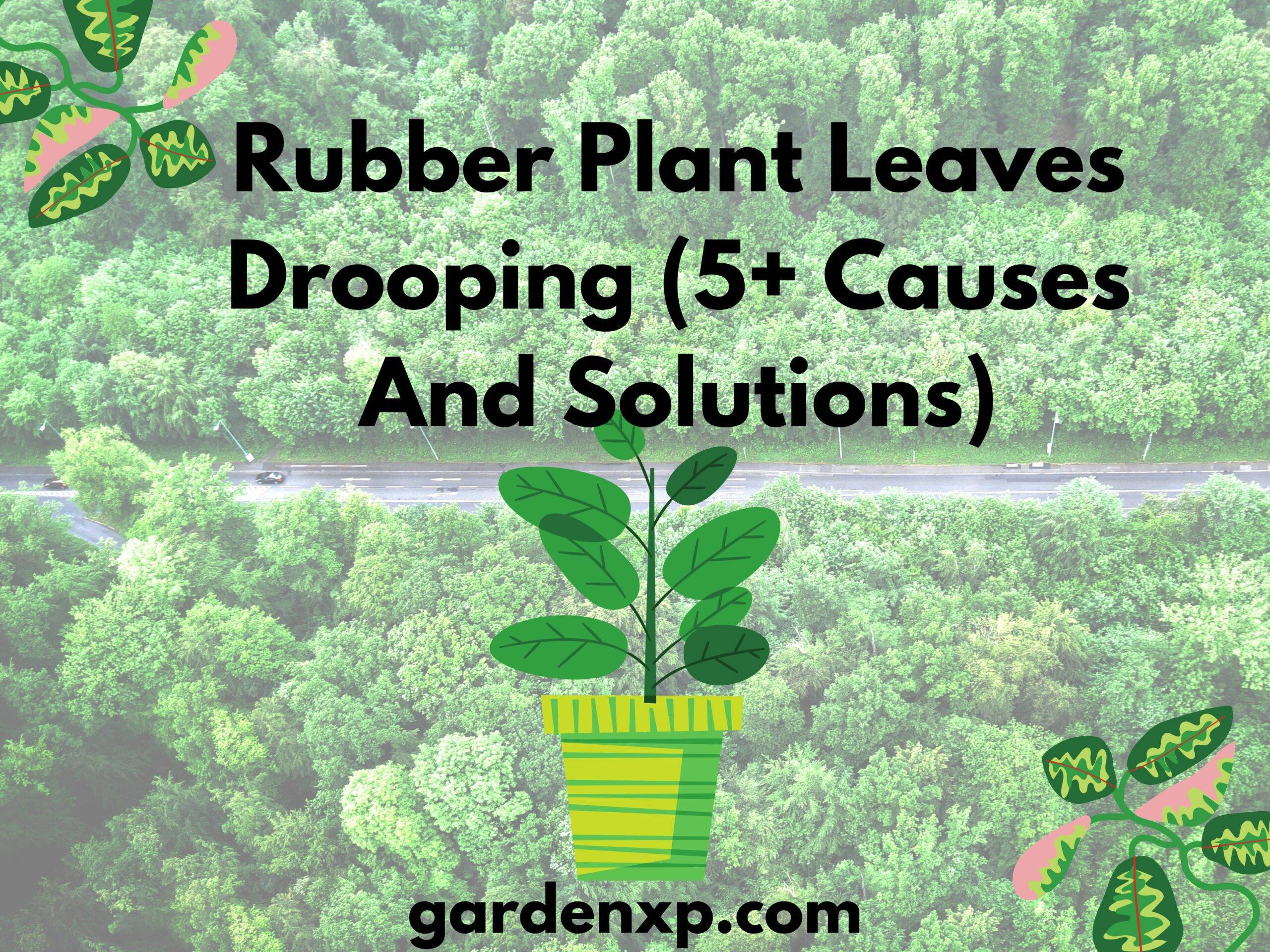 Rubber Plant Leaves Drooping (5+ Causes And Solutions)