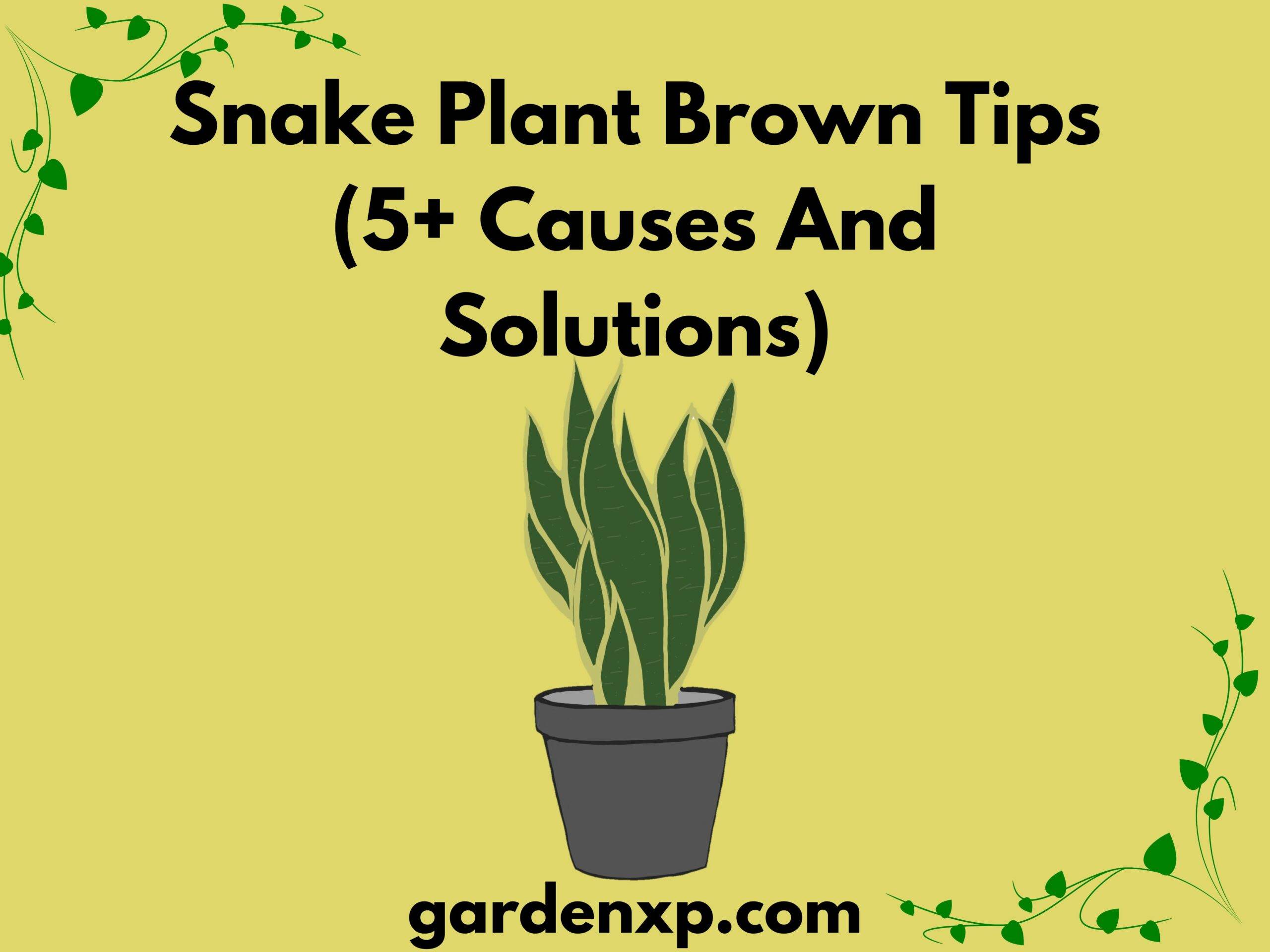 Snake Plant Brown Tips (5+ Causes And Solutions)