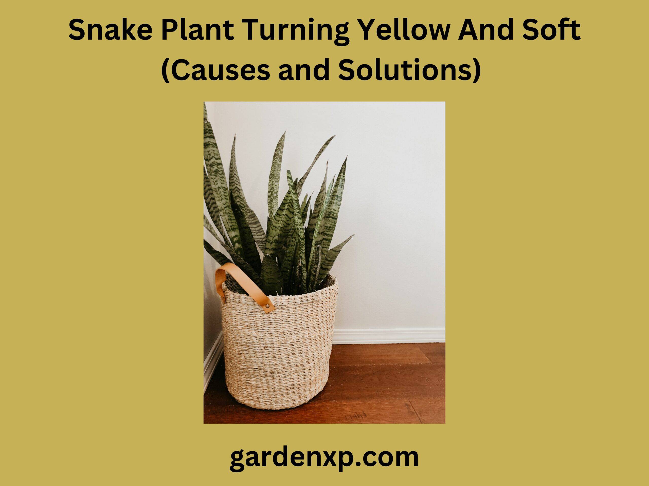 Snake Plant Turning Yellow And Soft (Causes and Solutions)