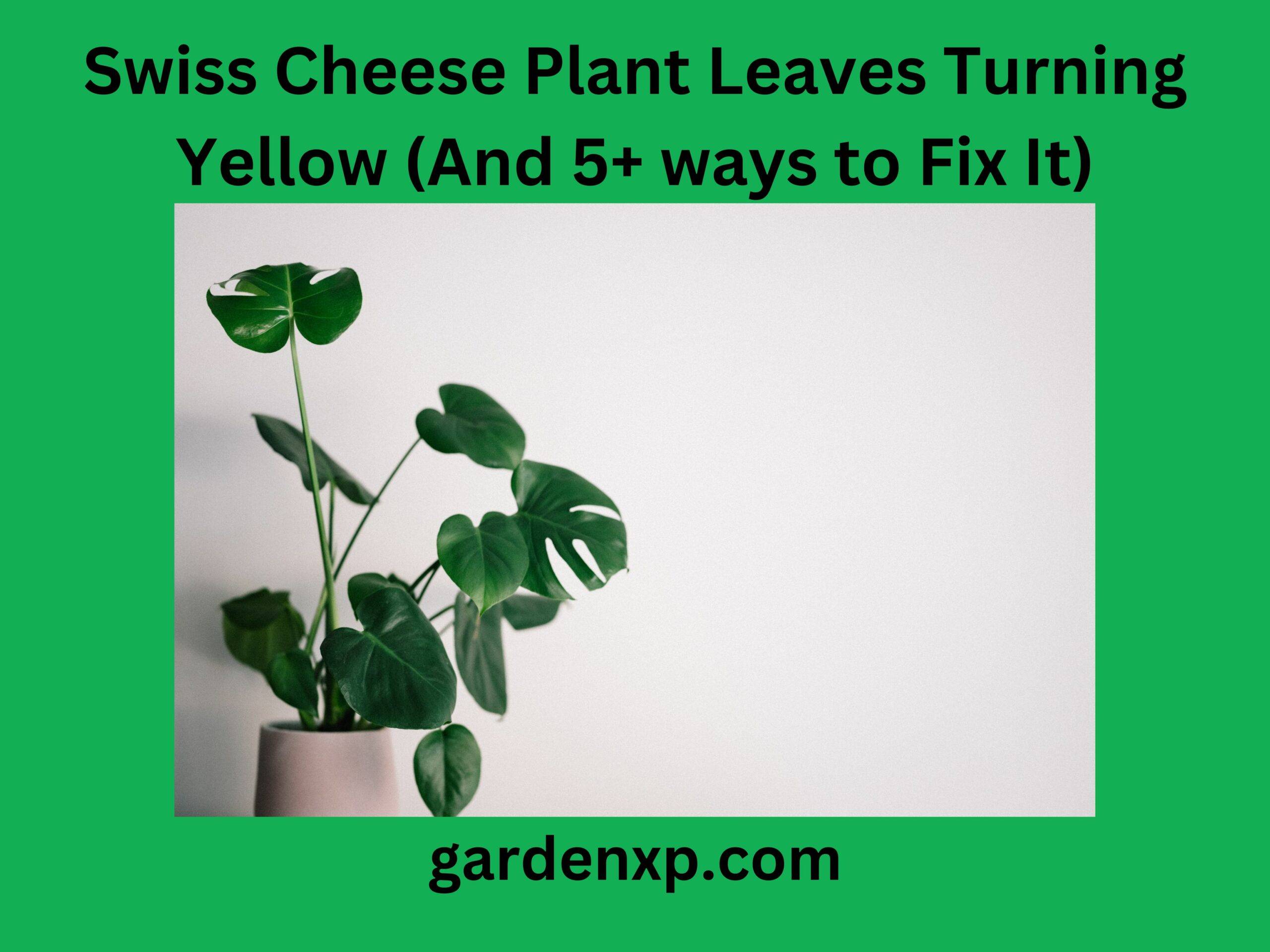 Swiss Cheese Plant Leaves Turning Yellow (And 5+ ways to Fix It)